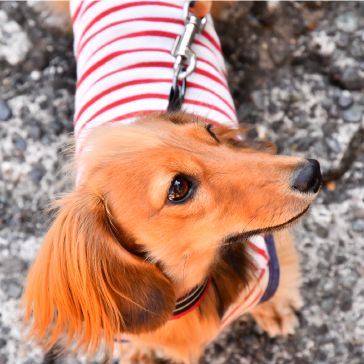 愛犬と遊んだり、カメラを片手に旅に出かけますね。